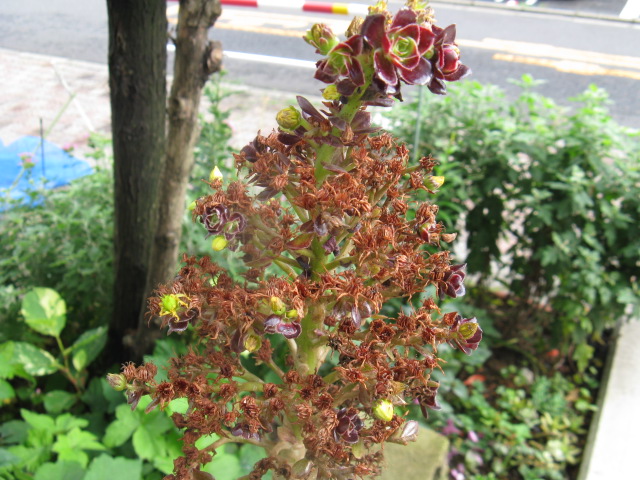 植物編のベンケイソウ科のアエオニウム（アエオニウム）