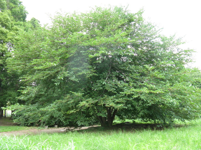植物編のクワ科のヤマグワ（山桑）