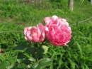 植物編のバラ科のバラ（ポンポネッラ）（薔薇）