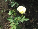 植物編のバラ科のバラ（ゴールデンボーダー）（薔薇）