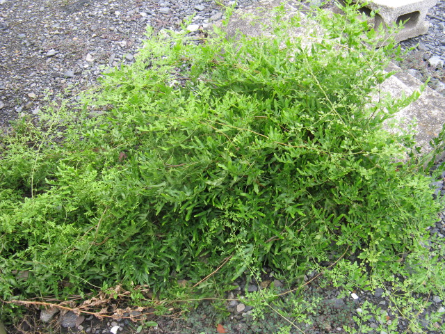 植物編のフサシダ科のカニクサ（蟹草）