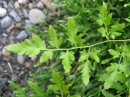 植物編のフサシダ科のカニクサ（蟹草）
