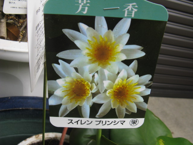 植物編のスイレン科のオンタイスイレン（温帯水連）