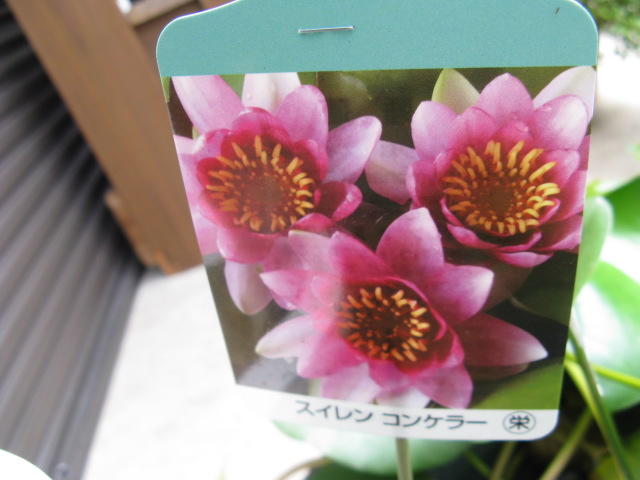 植物編のスイレン科のオンタイスイレン（温帯水連）