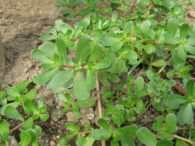 植物編のスベリヒユ科のスベリヒユ