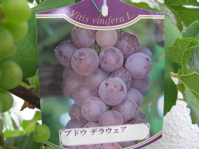 植物編のブドウ科のブドウ（ブドウ）