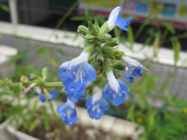 植物編のシソ科のボックセージ（ボックセージ）