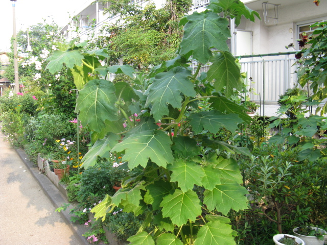 植物編のナス科のキツネナス（キツネナス）