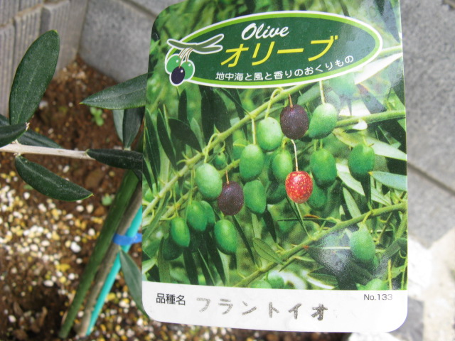 ʪԤΥ⥯ʤΥ꡼֡ʥ꡼֡