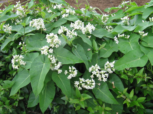 植物編のガガイモ科のシロバナガガイモ