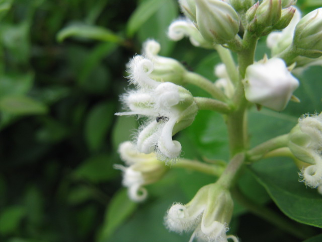 植物編のガガイモ科のシロバナガガイモ