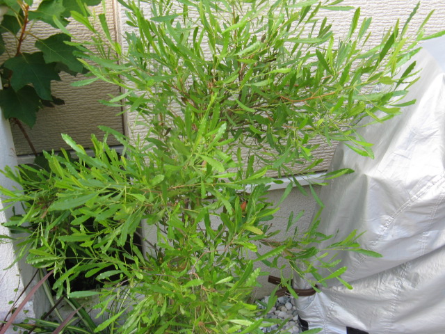 植物編のムクロジ科のドドナエア（ドドナエア）