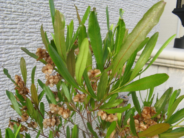 植物編のムクロジ科のドドナエア（ドドナエア）