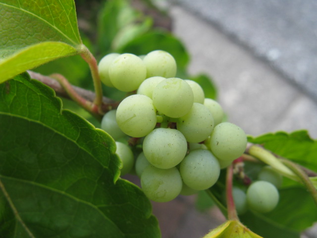 植物編のツヅラフジ科のアオツヅラフジ（青葛藤）