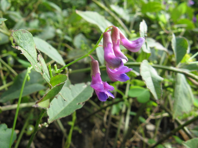 植物編のマメ科のナンテンハギ(南天萩)