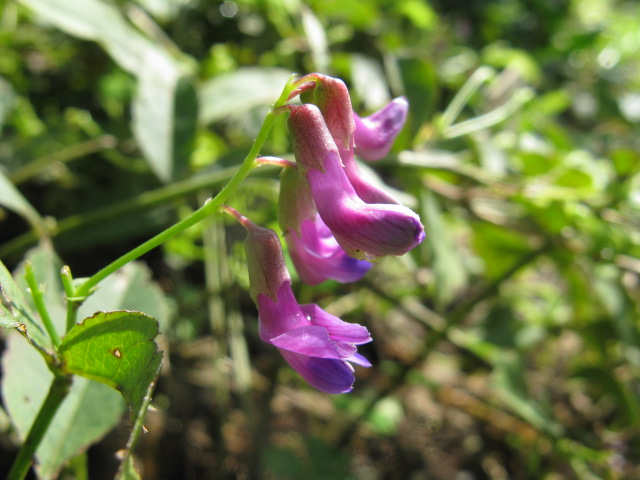 植物編のマメ科のナンテンハギ（南天萩）