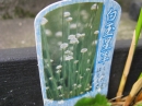 植物編のホシクサ科のシラタマホシクサ（白玉星草）