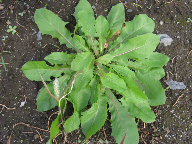 植物編のキク科のセイヨウタンポポ（西洋蒲公英）