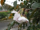 植物編のバラ科のジュウガツザクラ（十月桜）