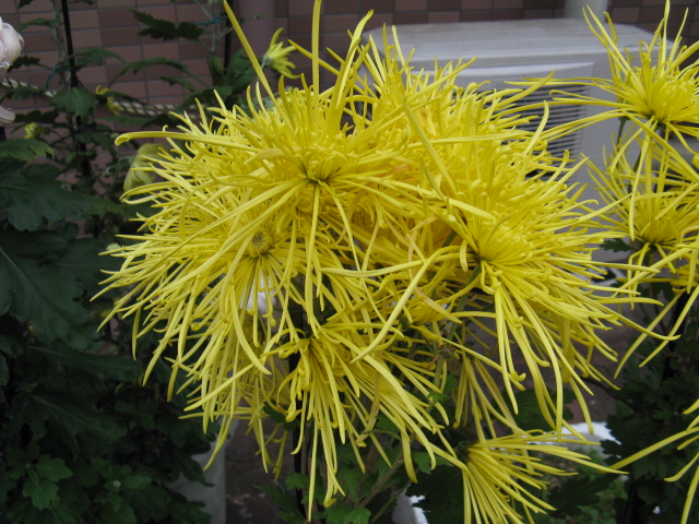 植物編のキク科のキク（菊）