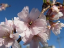 植物編のバラ科のジュウガツザクラ（十月桜）