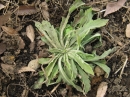 植物編のキク科のオオアレチノギク（大荒れ地野菊）