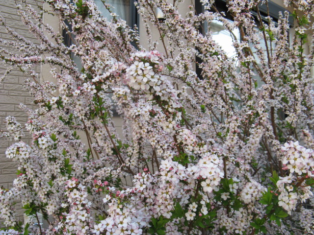 植物編のバラ科のピンクユキヤナギ