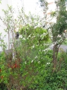 植物編のバラ科のシジミバナ（蜆花）