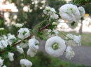 植物編のバラ科のシジミバナ（蜆花）