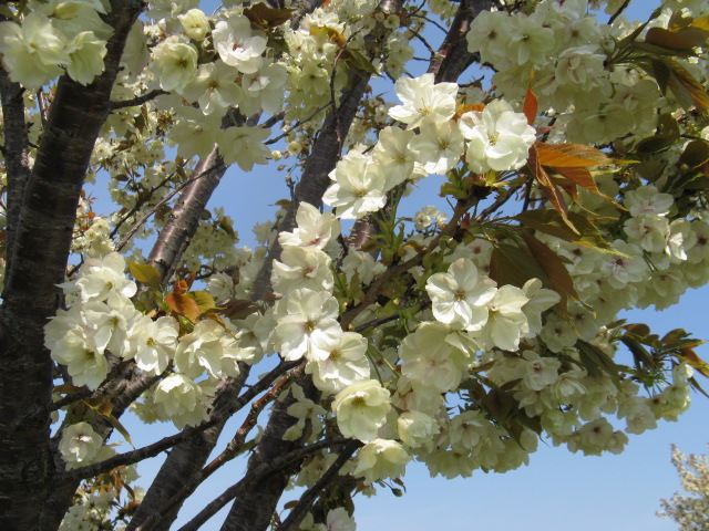 植物編のバラ科のサクラ（桜）