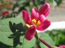 植物編のスイカズラ科のアカバナヒョウタンボク（赤花ヒョウタンボク）