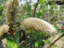 植物編のヤナギ科のアカメヤナギ（赤芽柳）