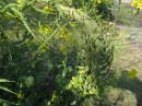 植物編のアブラナ科のアブラナ（油菜）