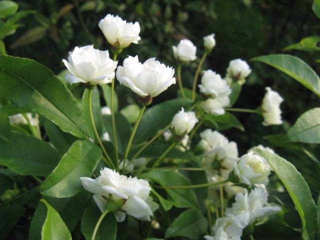 植物編のバラ科のモッコウバラ（木香薔薇）