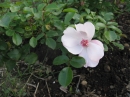 植物編のバラ科のバラ（ピンク　サクリーナ）（薔薇）
