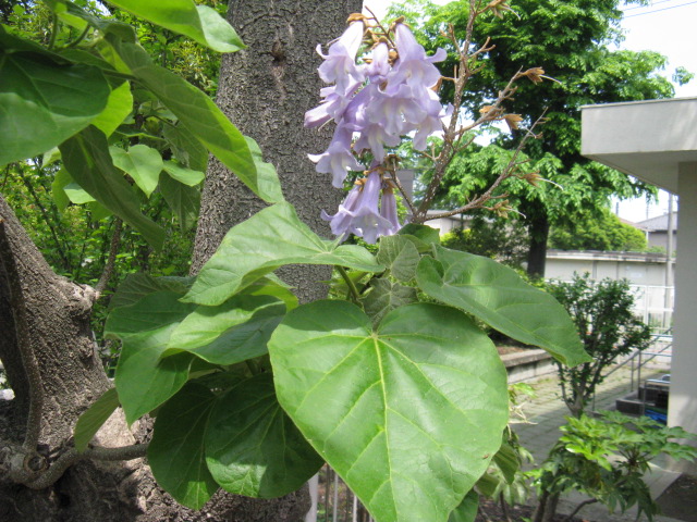 植物編のゴマノハグサ科のキリ（桐）