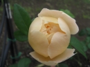 植物編のバラ科のバラ（コンテ・ド・シャンパーニュ）（薔薇）