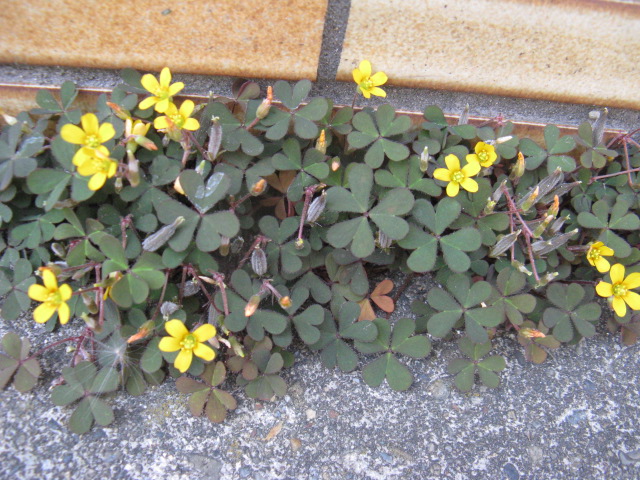 植物編のカタバミ科のウスアカカタバミ（薄赤片喰）