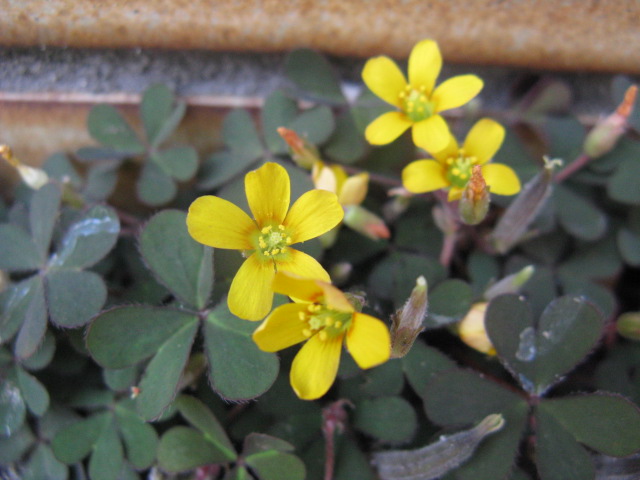 植物編のカタバミ科のウスアカカタバミ（薄赤片喰）