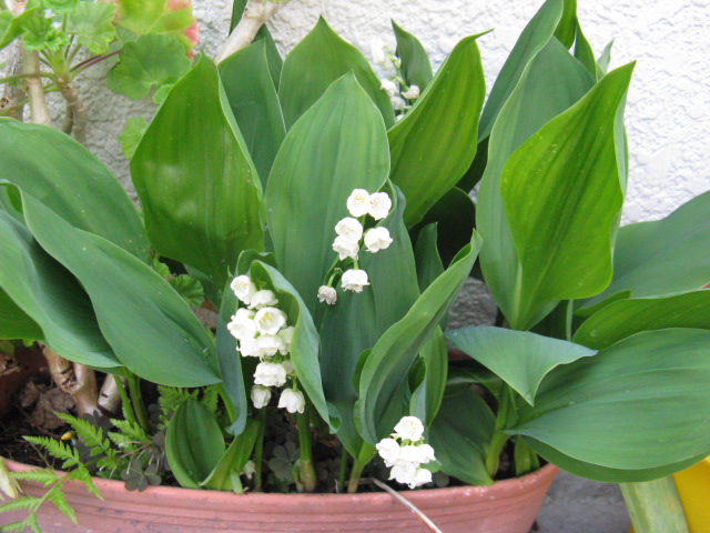 植物編のユリ科のニホンスズラン