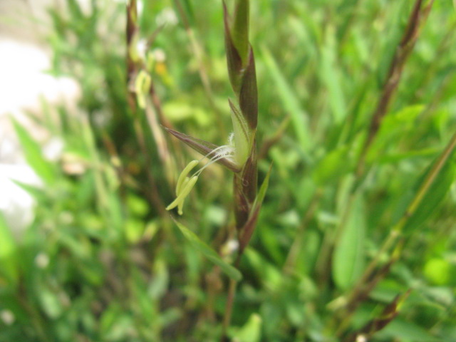 植物編のイネ科のアズマネザサ（東根笹）