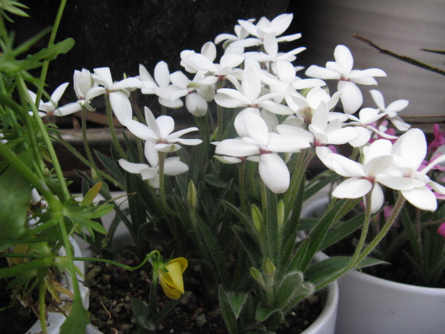 植物編のキンバイザサ科のアッツザクラ（アッツ桜）