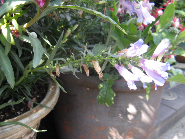 植物編のゴマノハグサ科のペンステモン エレクトリックブルー