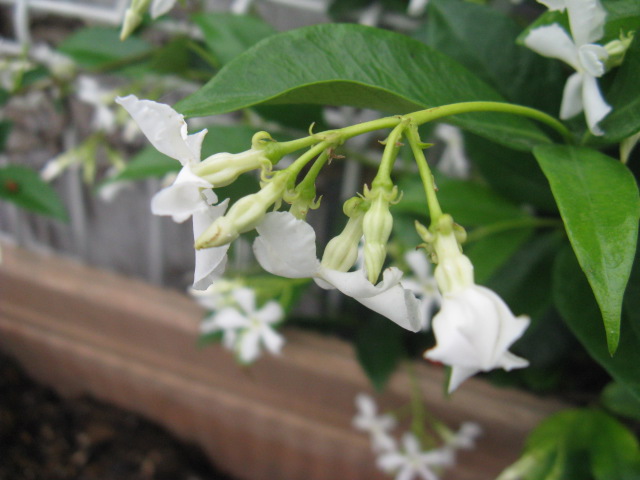 植物編のキョウチクトウ科のケテイカカズラ（毛定家葛）