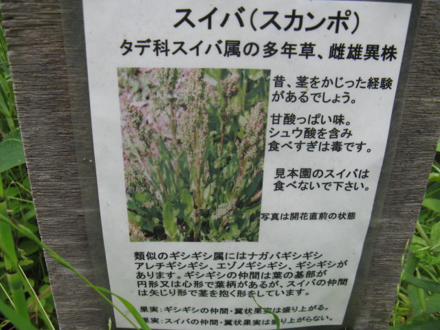 植物編のタデ科のスイバ（酢葉）
