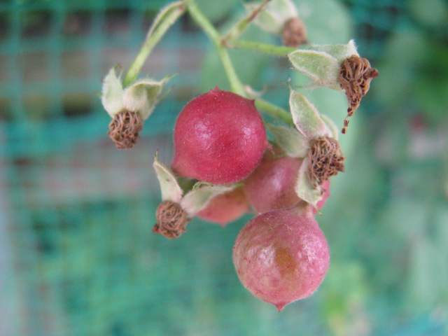 植物編のバラ科のモッコウバラ（木香薔薇）