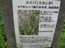 ʪԤΥǲʤΥ()
