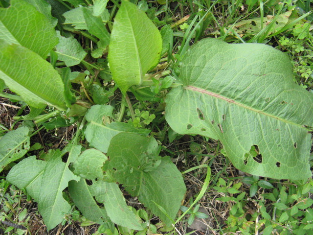 植物編のタデ科のエゾノギシギシ（エゾノギシギシ）