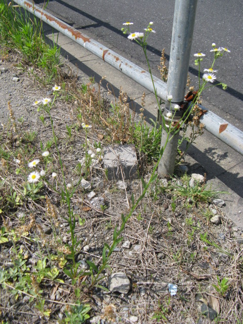 植物編のキク科のヘラバヒメジョオン(箆葉姫女苑)