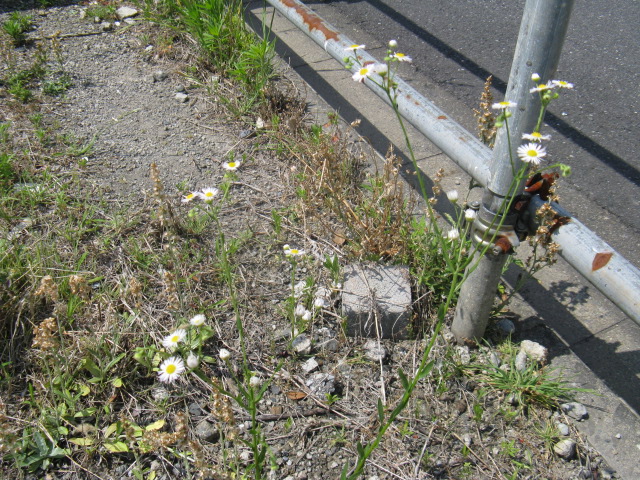 植物編のキク科のヘラバヒメジョオン(箆葉姫女苑)